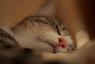 My Cat Is Snoring