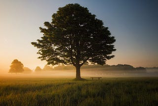 A beautiful tree standing alone in a field with morning sunshine glowing.