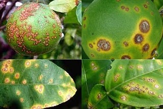 How Do You Treat Citrus Canker?