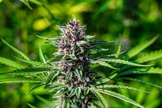 A Ganjier review of Whitethorn Rose, grown by Huckleberry Hill Farms — Written By Shelley Peebles…