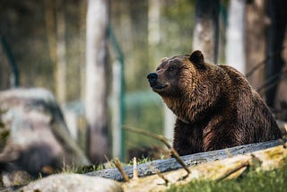 Forest Fires Are a Double-Edged Sword for Bear Populations