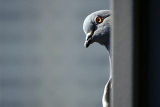 The Bird Man