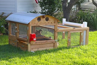 Top 6 Factors You Need to Consider While Buying a Duck Coop for Sale