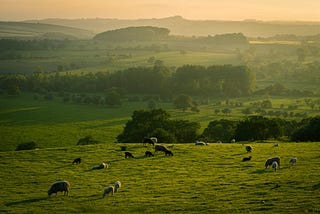 Transforming Meat and Livestock Production in Australia: How Technology is Driving ESG-Friendly…