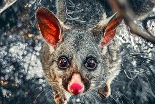 A bushtail possum peers intently upward at the camera, characterized by bright pink ears and nose.