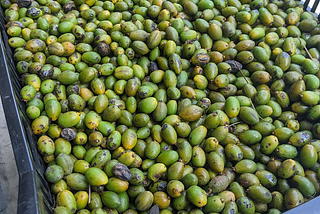 A full 40 lb crate of Saw Palmetto berries legally-permitted for harvesting out of Myakka, FL. Colored mostly green & yellow.