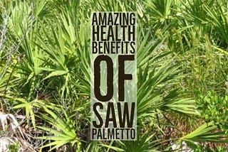 8 Amazing Health Benefits Of Saw Palmetto