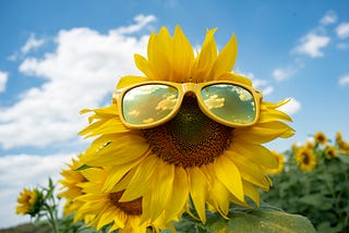 Photo of a sunflower wearing sunglasses