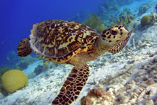 The Sea Turtle Conservancy