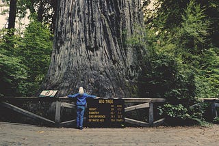 A picture of a person in front of a redwood and a sign that reads “BIG TREE.”