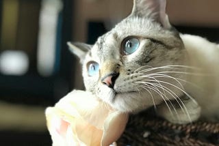 A cat resting its head on a rose
