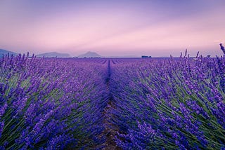 A field with rows of flowering lavender bushes stretching into the distance.