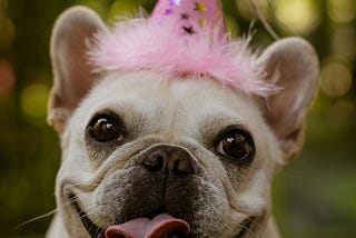 A dog’s face with its tongue sticking out wearing a pink birthday hat