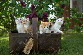 A basket full of cute kittens in a flower garden