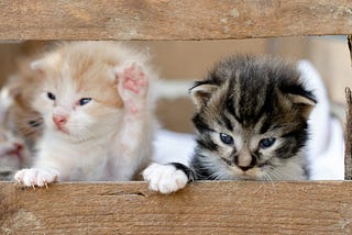 Two kittens on the foreground with one raising its paw. Two other kittens in the background.