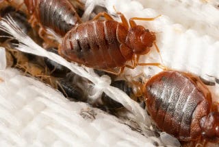 Comprehensive Guide to Bed Bugs and Their Treatment in Dubai