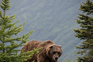 Big grizzly bear in the woods