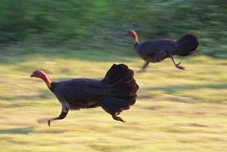 6 Weird Facts About Turkeys