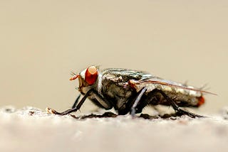 Can Tarantulas Eat House Flies?