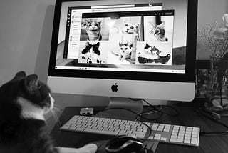 A black and white photo of a cat sitting at a computer keyboard looking at pics of cats online.