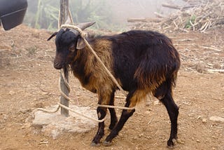 Goat bound up with ropes
