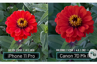 How Does a DSLR Compare to the iPhone 11 Pro Max Camera?