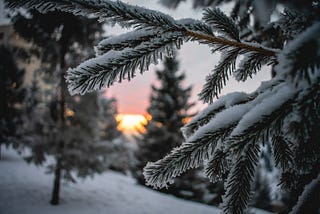 Evergreen Wish on a Winter Day