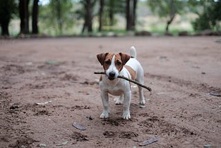 How To Fetch Data using API Calls in Flutter