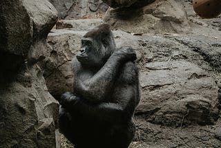 Silver Ape in a zoo enclosure