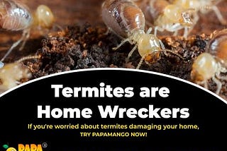 The Importance of Professional Termite Treatment Services in Ghaziabad
