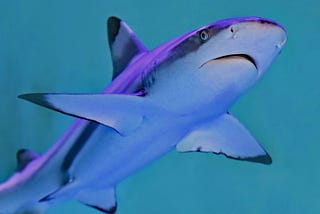America Jumps the Shark