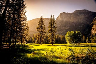 Characteristics of coniferous forest or temperate taiga forest