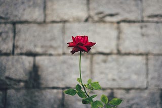 Embracing Celibacy