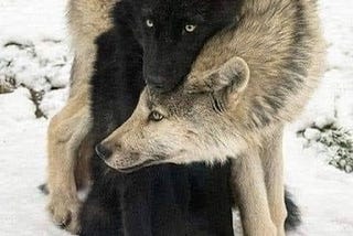 Wolf Love: Yin and Yang
