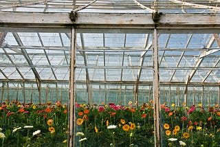 Spring flowers inside of a greenhouse.