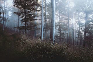 This Ancient Forest Glade