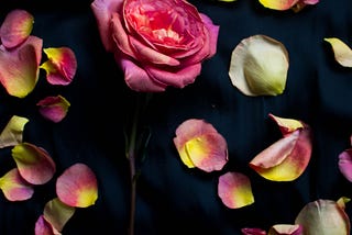 rose petals on black background