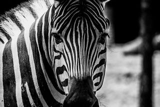 Abnormal-ish? Try Zebra