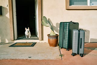 little dog looking suspiciously at suitcases