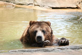 a bear in the water