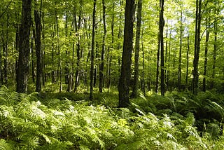 How is “Wilderness” a Colonial Construct? — Organeyez