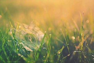 The Spider Web