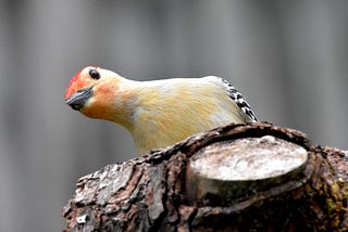 A red-bellied woodpecker, looking into the camera while leaning heavily to the side.