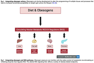 The Secret Cause of Obesity Nobody is Talking About