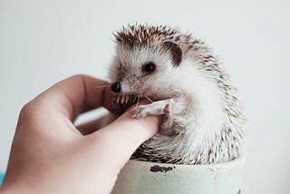 A hedgehog, getting its prickly little nipples tweaked