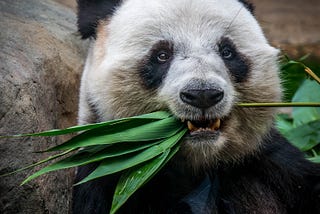 Dive into Data: PANDAS Vol. I