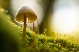 Forward — Living up to the Nature living in us