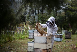 So, You’re Thinking About Trying Beekeeping