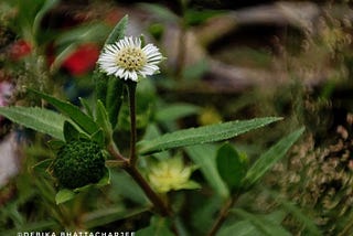 The Uses of Eclipta prostrata (Bhringraj) in Traditional Medicines