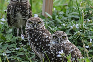 Three wise-looking speckled owls sitting in a field